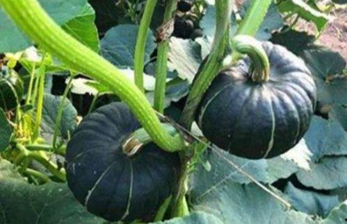 网红汤颖吃瓜,吃瓜背后的故事与真相