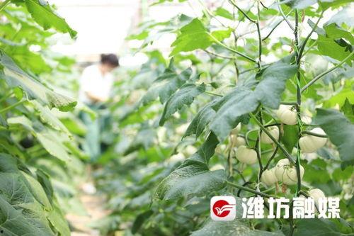 潍坊昌乐的吃瓜,探寻潍坊昌乐特色美食之旅