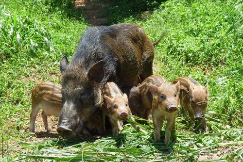 山猪吃白瓜,探寻野性山猪与白瓜的奇妙邂逅