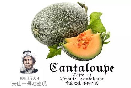 村长吃蜜瓜,共享甜蜜时光