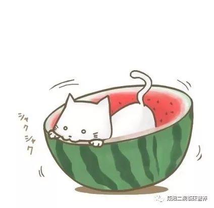 吃瓜彩虹兔,揭秘美食界的甜蜜诱惑