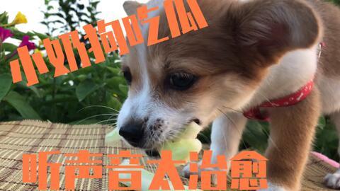 吃瓜小狗过年视频,欢乐温馨的春节记忆