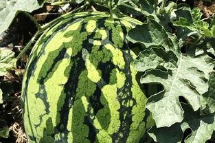 为什么吃瓜能解暑,揭秘吃瓜的清凉奥秘