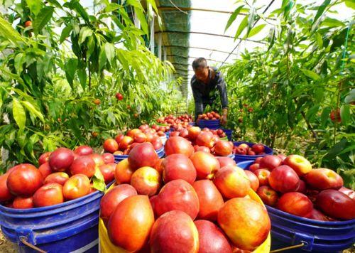 唐山曹妃甸吃瓜事件,一场网络热议背后的真相与反思