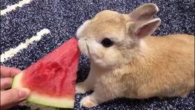 兔姬吃瓜,揭秘娱乐圈背后的秘密与八卦