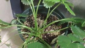 吃冰哈密瓜呕吐,美味与不适的碰撞体验