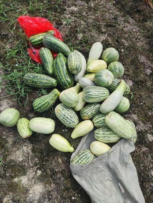 梦见自己摘瓜吃瓜,揭秘摘瓜吃瓜的神秘寓意