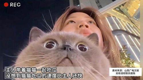 猫吃瓜配音,猫界版甄嬛传