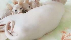 吃瓜真的美滋滋,享受生活之美