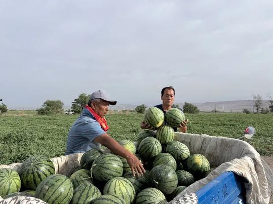 洋溪吃瓜,揭秘当地特色美食背后的故事