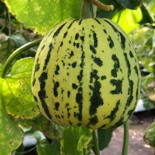 各种吃的瓜,盘点那些让人垂涎欲滴的美食瓜果