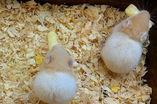 仓鼠可以吃伊丽莎白瓜,伊丽莎白瓜的诱惑