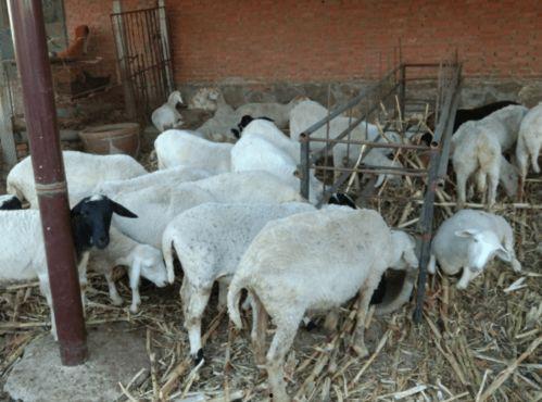 dongdong羊吃瓜,dongdong羊的瓜田奇遇记