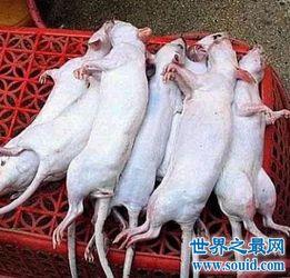 吃瓜耗子,揭秘娱乐圈背后的秘密与真相