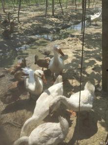 吃瓜结伴而行,共享欢乐时光