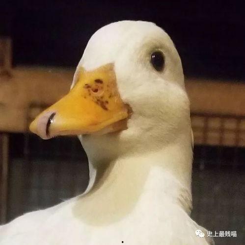 吃瓜鹅守塔,揭秘塔防游戏中的趣味与智慧