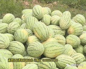 农民伯伯吃瓜,农民伯伯的甜蜜瓜田时光